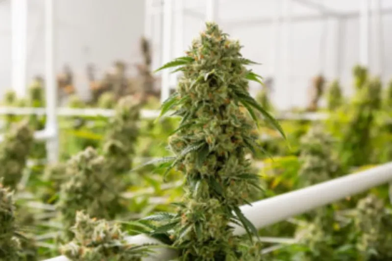 How Cannabis Dispensaries Help Customers in Denver Make Informed Choices