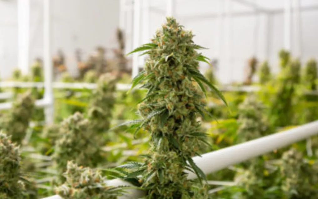 How Cannabis Dispensaries Help Customers in Denver Make Informed Choices